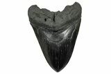 Fossil Megalodon Tooth - South Carolina #325766-1